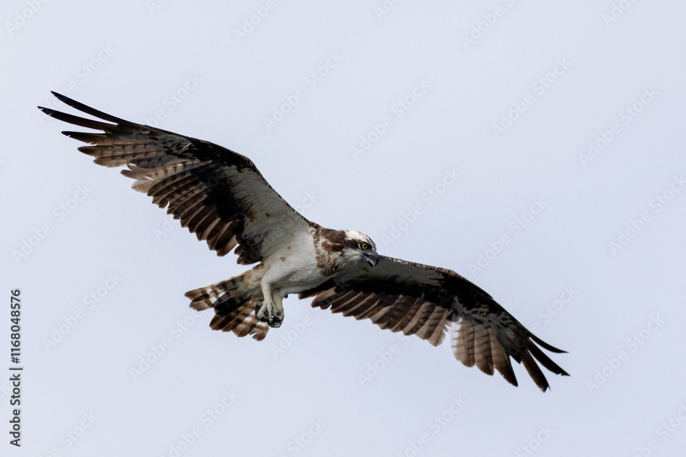 Obraz premium The beautiful flight characteristics of Osprey and White-bellied Sea-eagle in Thailand.