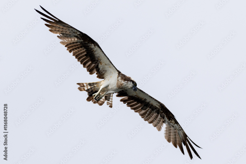 Fototapeta premium The beautiful flight characteristics of Osprey and White-bellied Sea-eagle in Thailand.