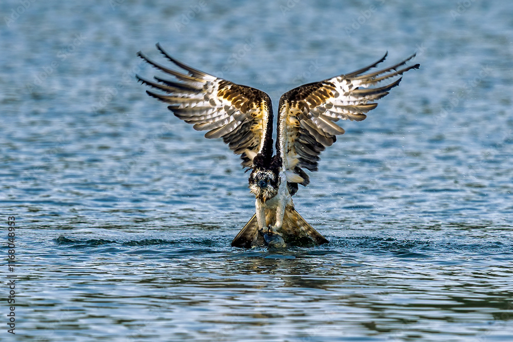 Fototapeta premium The beautiful flight characteristics of Osprey and White-bellied Sea-eagle in Thailand.