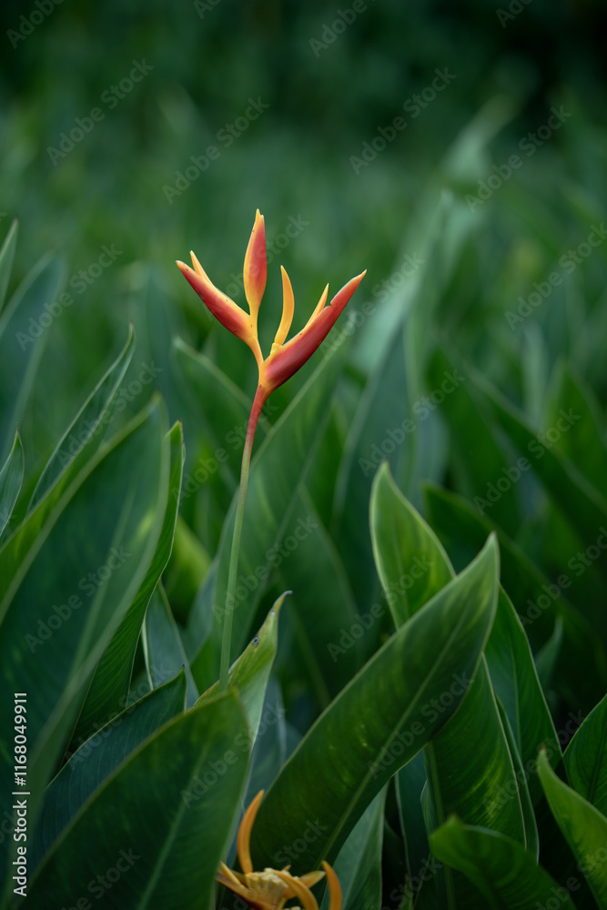 Obraz premium Heliconia psittacorum or Heliconia Golden Torch or False Bird of Paradise Flower. Exotic tropical flowers in the jungle garden with leaves background.