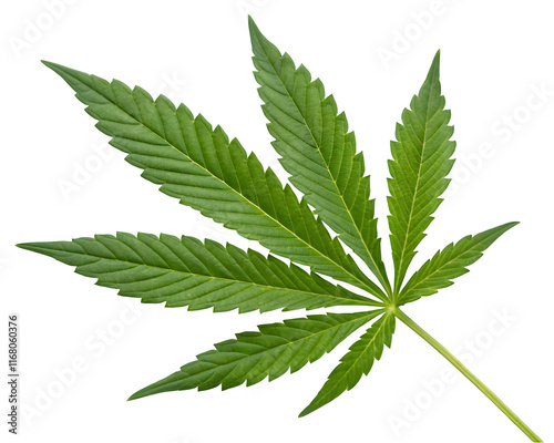 Green cannabis leaves isolated on white background. Growing medical marijuana.
