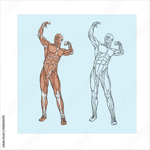 Vector illustration of a man with a perfectly defined anatomical physique.