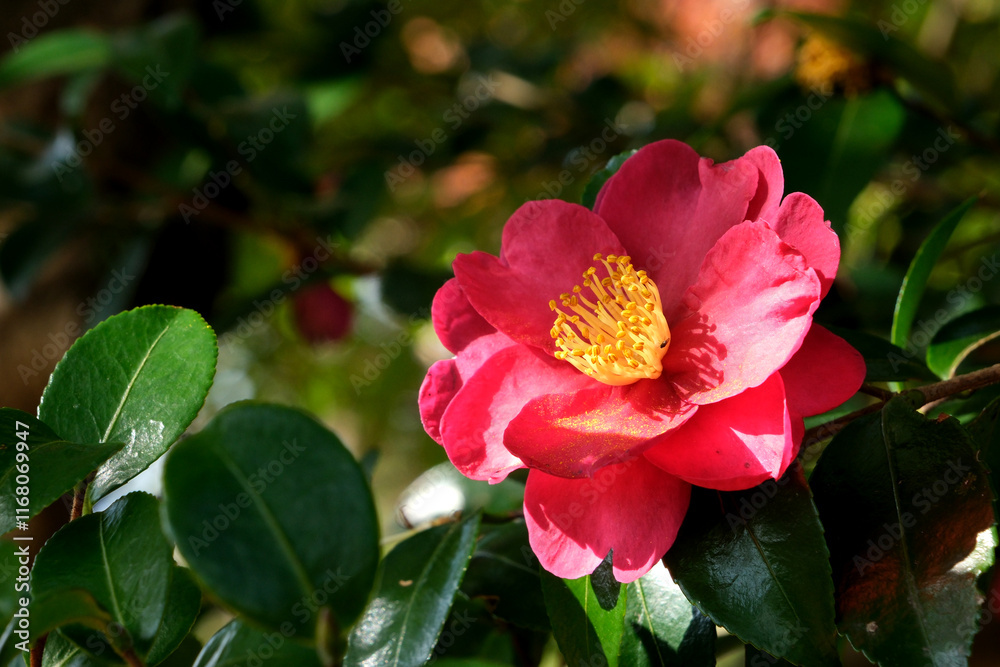 Obraz premium 日陰の山茶花