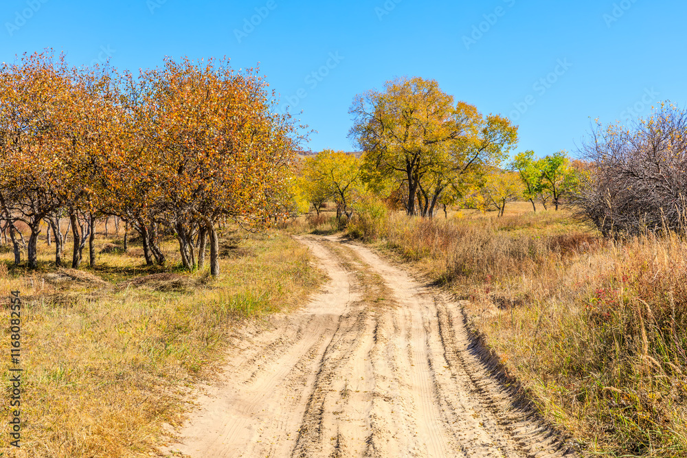 Fototapeta premium Countryside sand road and beautiful grass with colorful forest nature landscape in autumn. Outdoor natural background.