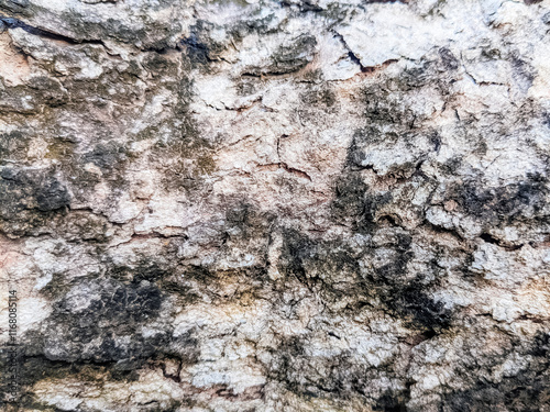 A bark pattern refers to the unique texture and visual characteristics found on the surface of a tree's bark. photo