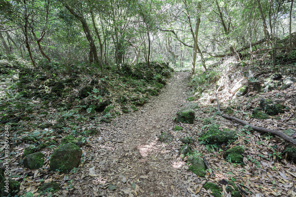 Obraz premium 나무 사이로 지나가는 숲 길 제주 서귀포시 안덕면 화순리 화순곶자왈 생태탐방숲길