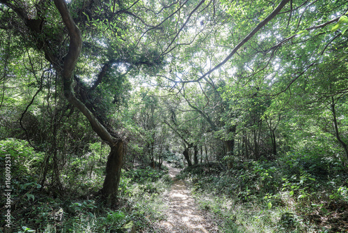 나무 사이로 지나가는 숲 길 제주 서귀포시 안덕면 화순리 화순곶자왈 생태탐방숲길