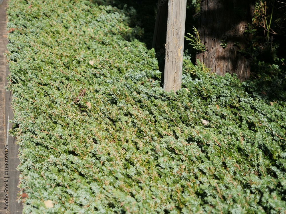 Obraz premium ジュニペルス・ブルーパシフィックのグランドカバー