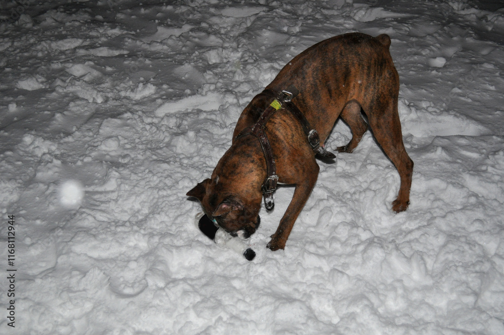 A dog walking on snow in winter. Dogs adapted to living in cold winter months and arctic regions. A dog walking on snow in winter. Dogs adapted to living in cold winter months and arctic regions.
