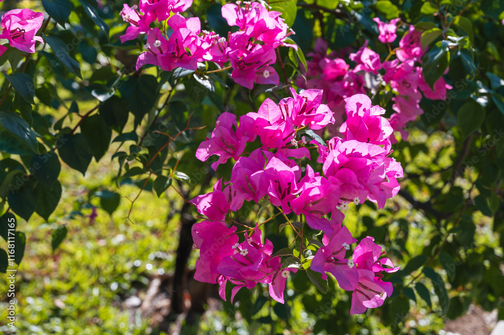 Bougainvillea flower. Pink Bougainvillea spectabilis. A flowering plant. Close view of Bougainvillea flower blooming. Bougainvillea flower. Pink Bougainvillea spectabilis. A flowering plant. Close view of Bougainvillea flower blooming.