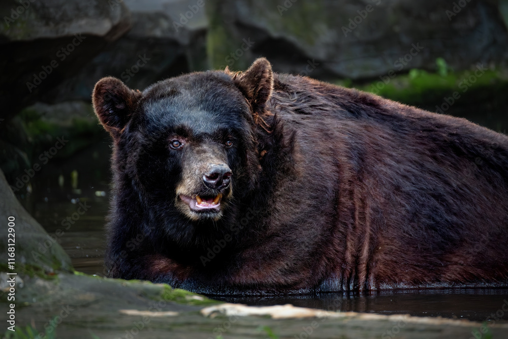 The Asian black bear (Ursus thibetanus) is a medium sized bear The Asian black bear (Ursus thibetanus) is a medium sized bear