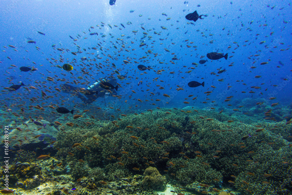 Naklejka premium diving in bali