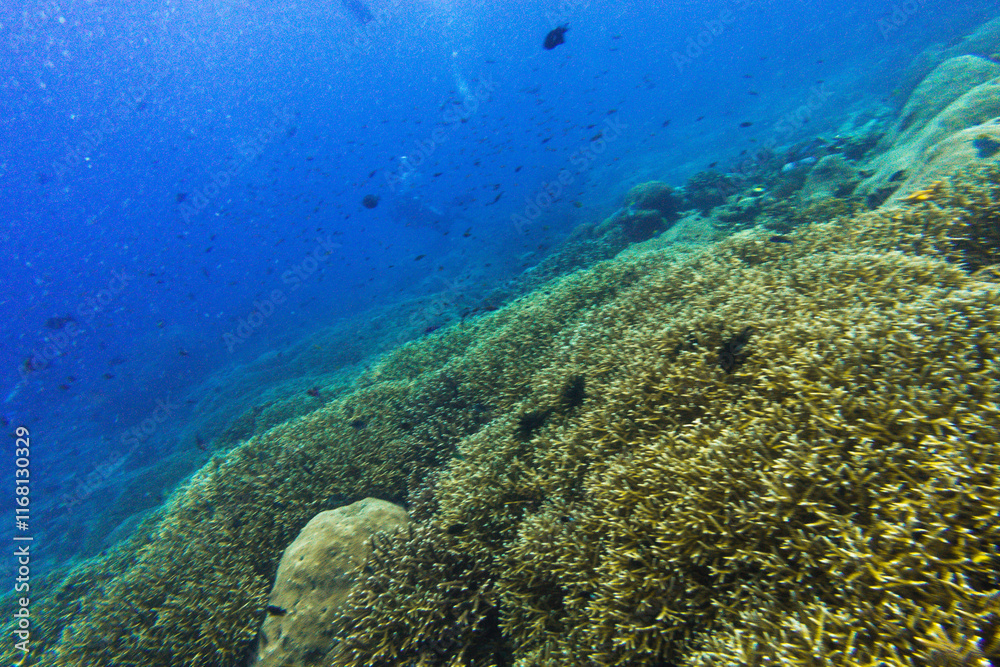 Fototapeta premium diving in bali