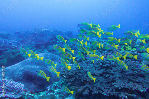 diving in bali