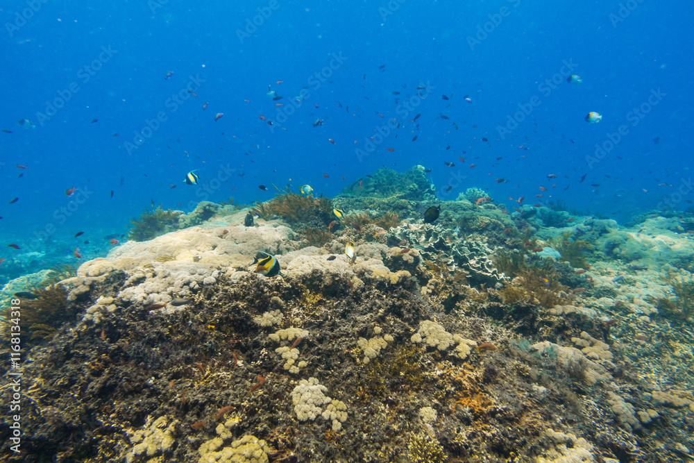 Fototapeta premium diving in bali