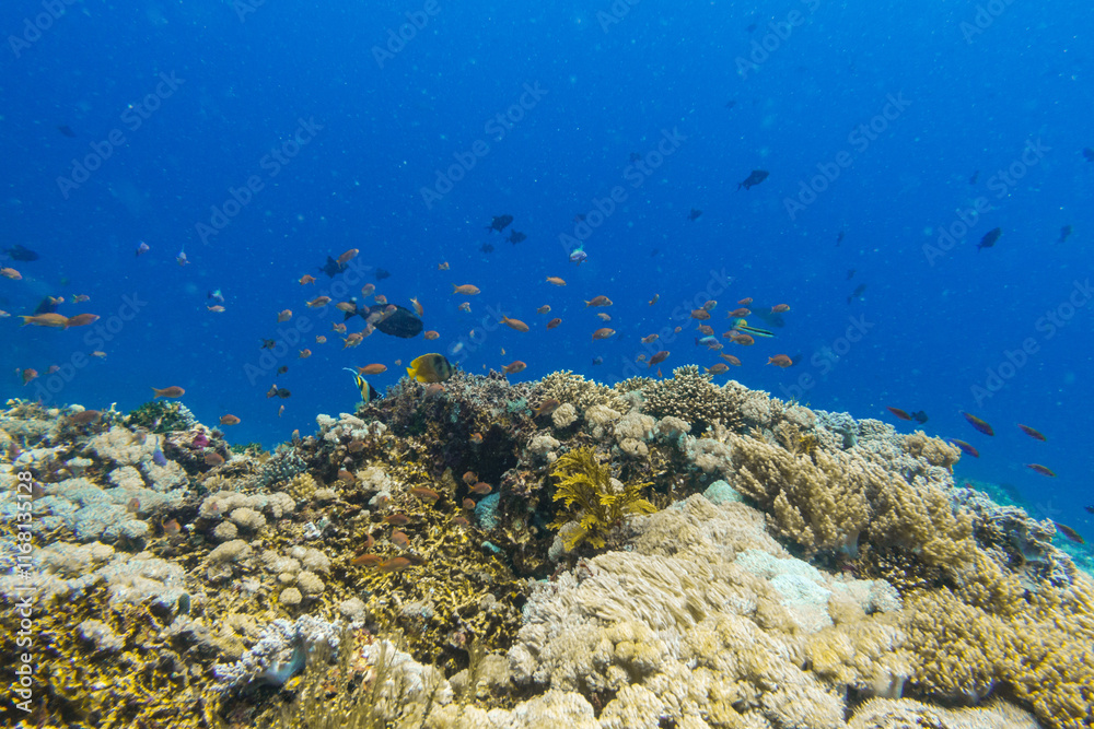Obraz premium diving in bali