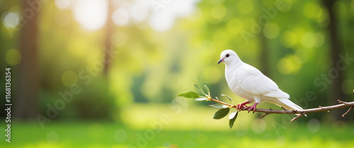 White dove perched on olive branch in serene park, symbolizing peace