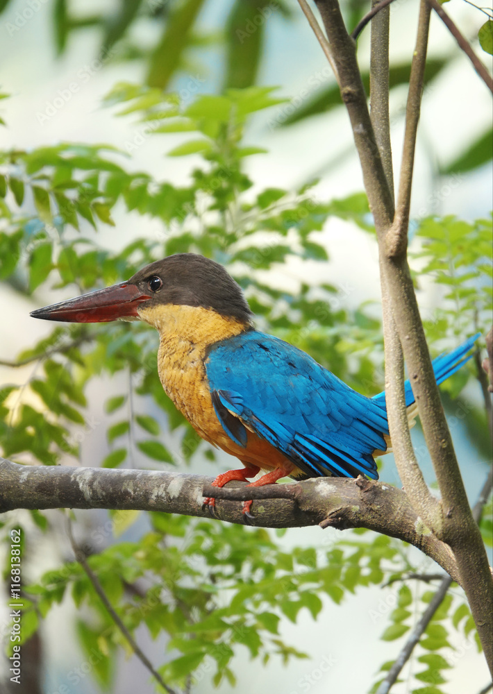 Beautiful kingfisher bird close up view Beautiful kingfisher bird close up view