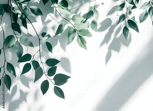 Serene Green Leaves and Shadows: A Botanical Photography photo