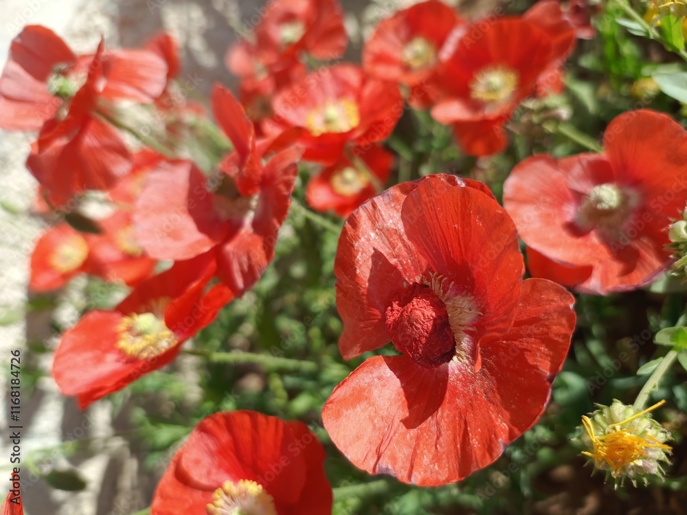 Fototapeta premium red poppy flowers