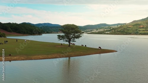 Drone view The lonely pine tree - famous place in Tuyen Lam lake of Da Lat, Lam Dong province, central highlands Vietnam