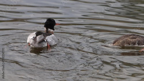 A male and female Red-Breasted Merganser, feeding. Winter. UK photo