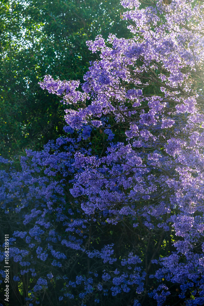 Obraz premium Jacaranda bloom in Mexico city