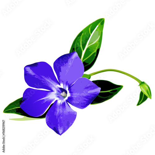 Beautiful blue periwinkle isolated  white  vector illustration (4)