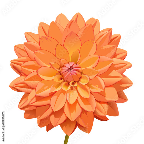 Dahlia flower head pink isolated  white background  vector illustration (8)