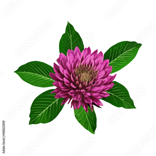 Clover flower isolated  white background  vector illustration (5)