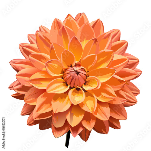 Dahlia flower head pink isolated  white background  vector illustration (11)