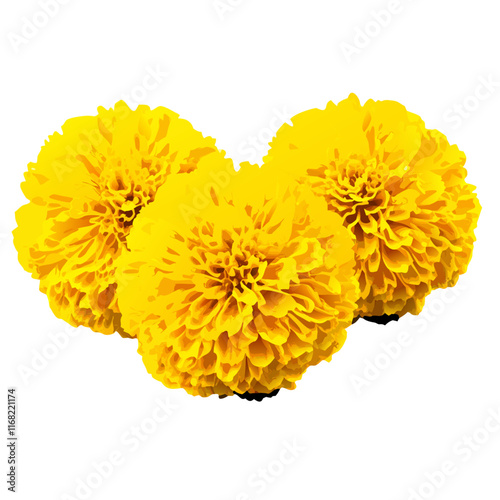 Marigold flower on white  vector illustration (2)
