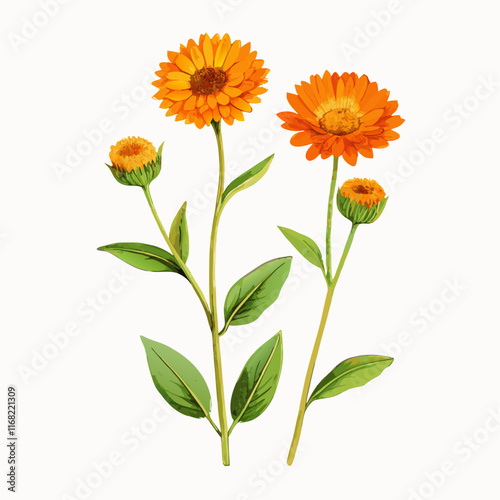 Marigold in vintage style vector illustration (3)