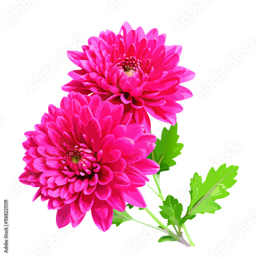Pink autumn chrysanthemum  vector illustration (3)
