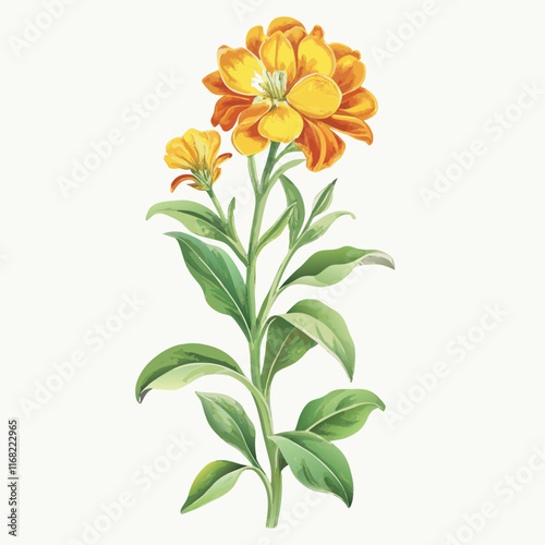 Yellow wallflower in bloom vector illustration (1)