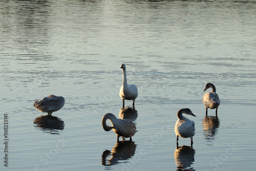 群馬県館林多々良沼の白鳥 photo