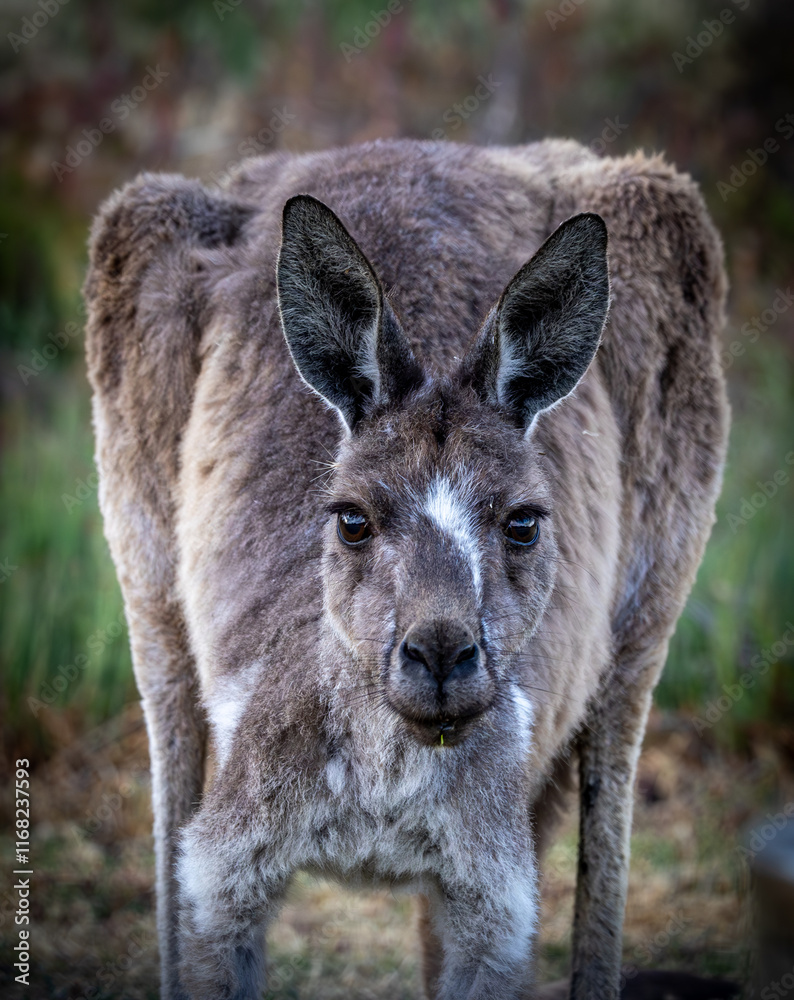 Fototapeta premium A close-up image of a Western Grey kangaroo with a distinctive white patch on its forehead.
