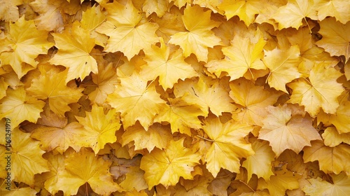 Vibrant Yellow Maple Leaves Covering Ground in Autumn Season Nature Scene