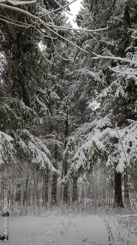 snowfall in the forest in winter. vertical video