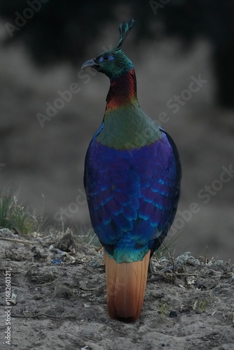 Himalayan Monal in Nepal 