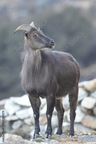 Himalayan Tahr in Nepal