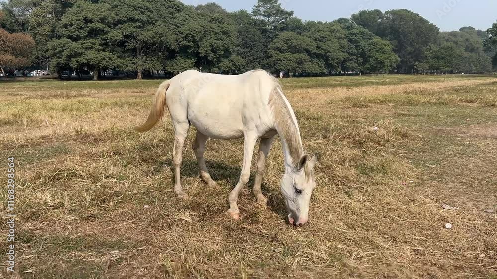 White horse grazing on field in maidan during daytime in Kolkata, India. White horse grazing on field in maidan during daytime in Kolkata, India.