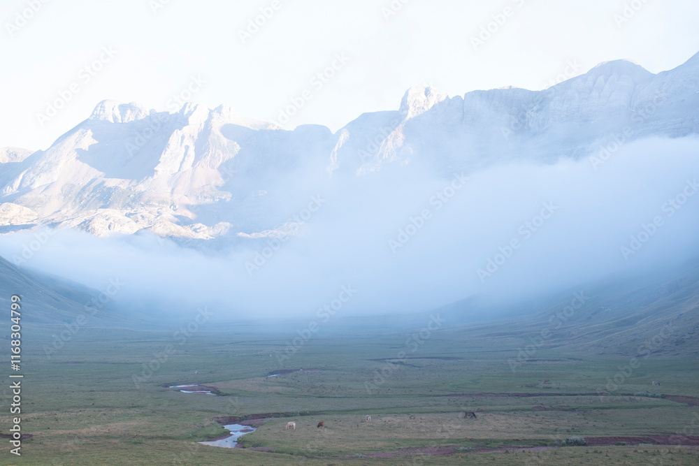 Selva de Oza