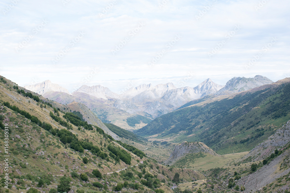 Selva de Oza