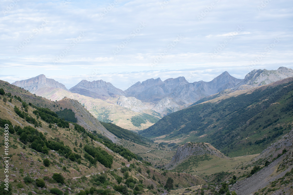 Selva de Oza