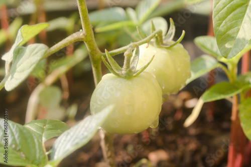 Green tomato growing in a garden