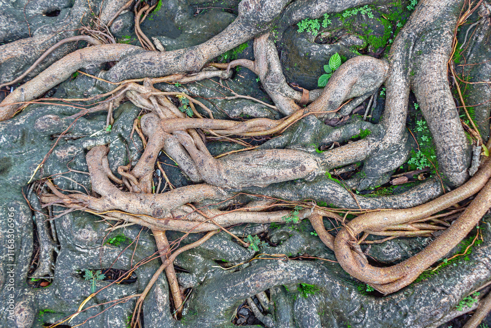 Top View of Banyan Tree Roots with Natural Texture Top View of Banyan Tree Roots with Natural Texture
