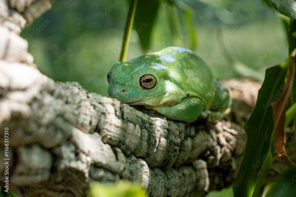 Grüner Frosch Grüner Frosch