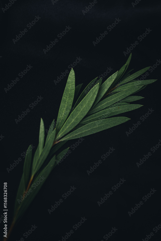 Obraz premium A captivating photos showcasing lush green leaves against a dark, moody background. The images highlight the natural texture, patterns, and details of leaves in a dramatic and artistic way