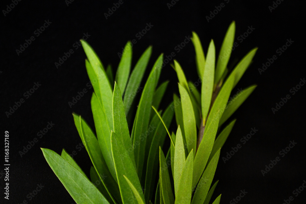 Obraz premium A captivating photos showcasing lush green leaves against a dark, moody background. The images highlight the natural texture, patterns, and details of leaves in a dramatic and artistic way